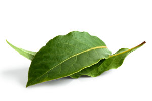 Lorbeer Blätter in Schale 50 g