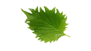 Shiso Blätter in Schale ca. 60 g