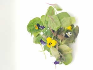 Wildkräuter-Salat mit Blüten 