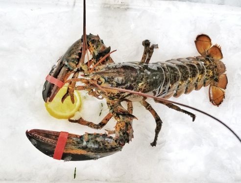 Lobster / Hummer frisch ca. 600 - 700 g